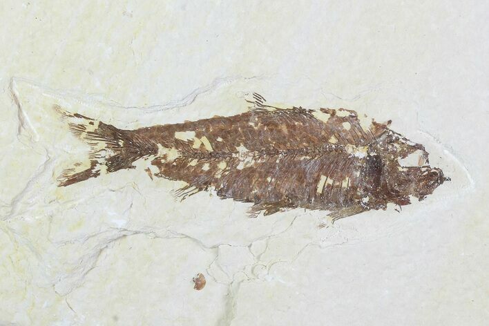Detailed Fossil Fish (Knightia) - Wyoming #99232